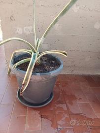 pianta Agave 
