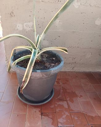 pianta Agave 
