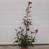 Photinia Red Robin Vaso 18 h. 100 cm