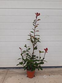 Photinia Red Robin Vaso 18 h. 100 cm