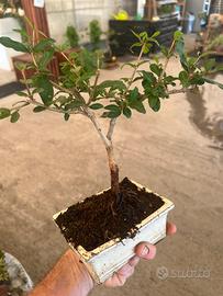 Bonsai