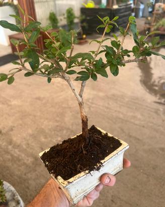 Bonsai