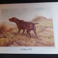 STAMPE OFFSET  A  COLORI  "CACCIA" (ROBERTO LEMMI)