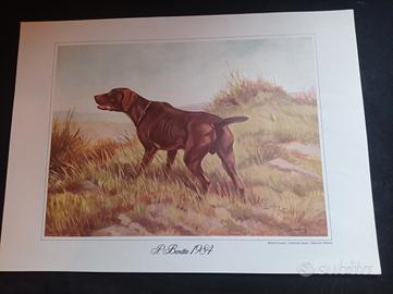 STAMPE OFFSET  A  COLORI  "CACCIA" (ROBERTO LEMMI)