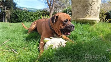 Tyson (Boxer di 4 anni)