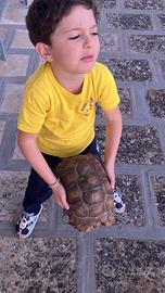 Tartarughe Sulcata
