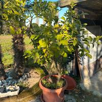 N. 2 piante di limoni