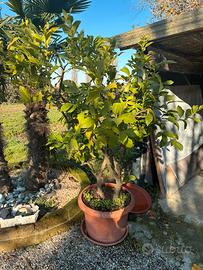 N. 2 piante di limoni