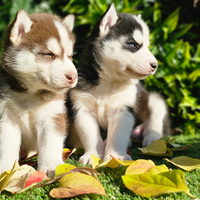 Cuccioli Husky Siberian