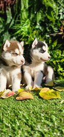 Cuccioli Husky Siberian