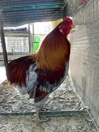 Coppia Araucana