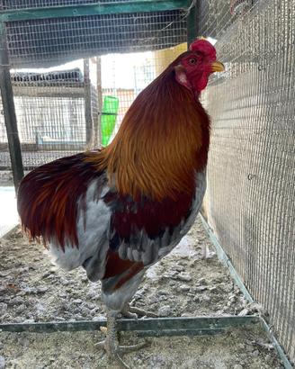 Coppia Araucana