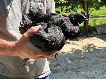 Coppia cemani