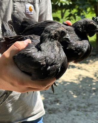 Coppia cemani