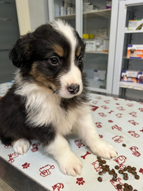 Cuccioli pastore australiano