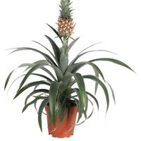 pianta ananas ornamentale