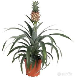 pianta ananas ornamentale