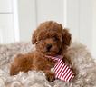 barboncino-toy-red-cuccioli-barboncini-poodle-toy