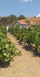 Terreno con fabbricato a Linguaglossa