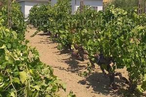 Terreno con fabbricato a Linguaglossa