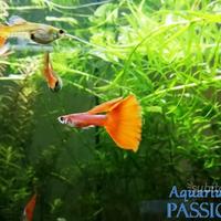 Guppy show selezionati full red, blue moscow