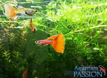 Guppy show selezionati full red, blue moscow