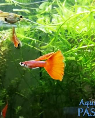 Guppy show selezionati full red, blue moscow