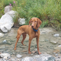 Bracco ungherese Vizsla disponibile per monta