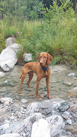 Bracco ungherese Vizsla disponibile per monta