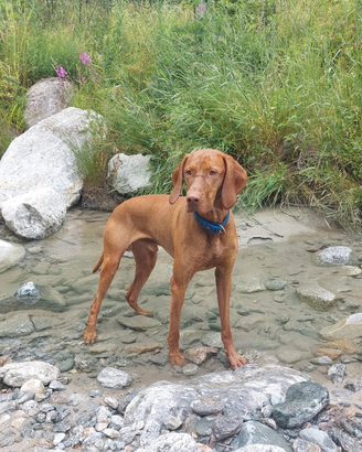 Bracco ungherese Vizsla disponibile per monta