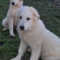 Cane montagna dei pirenei