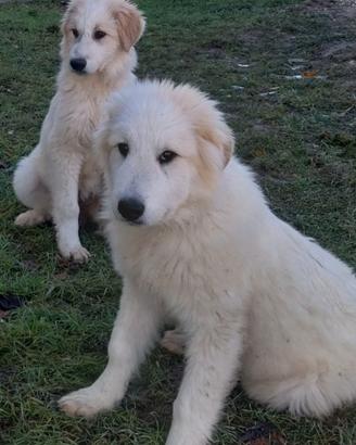 Cane montagna dei pirenei