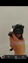 Bulldog francese maschio
