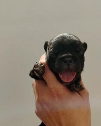 Bulldog francese maschio