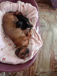 Cuccioli di bassotto tedesco