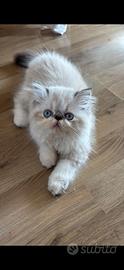 Gatti persiani