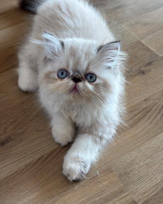 Gatti persiani
