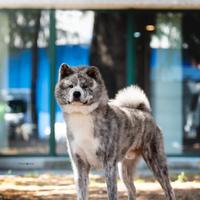 Cucciolata akita inu pedigree enci