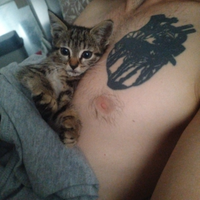 Gattina piccola