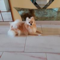 Spitz tedesco piccolo