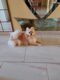 Spitz tedesco piccolo