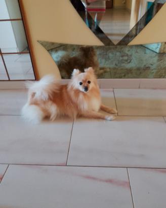Spitz tedesco piccolo