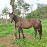 Puledra maremmana Anam anni 3 gravida