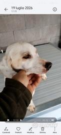 Beagle bassotto