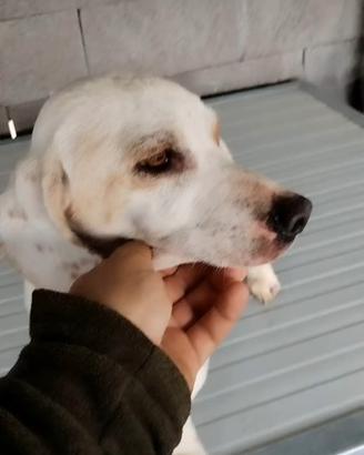 Beagle bassotto