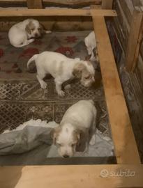 Setter inglese cucciola radenti's