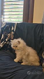 gatti Persiani 