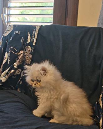 gatti Persiani 