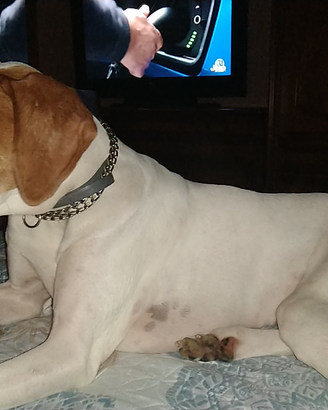 Cucciolini Pointer clastidium schifano