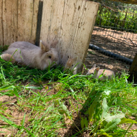 Coniglia nana testa di leone